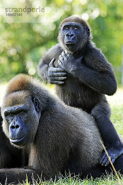 Westliche Flachlandgorillas (Gorilla gorilla gorilla)  Weibchen und Jungtier
