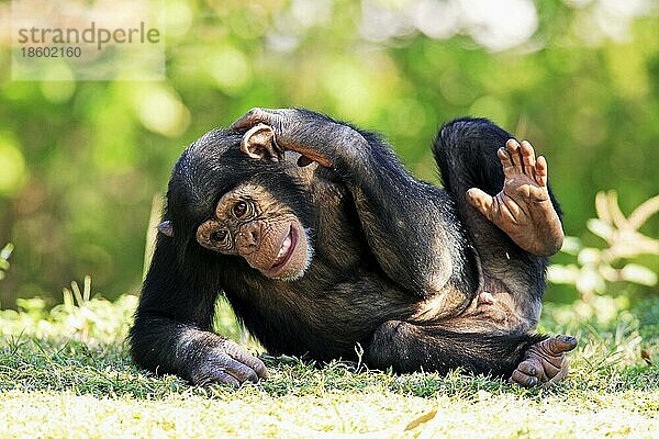 Schimpanse (Pan troglodytes)  jung