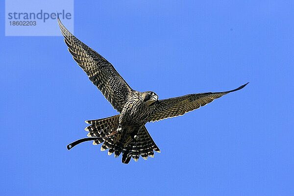 Wanderfalke (Falco peregrinus)  Beizvogel  freistellbar  Falknerei