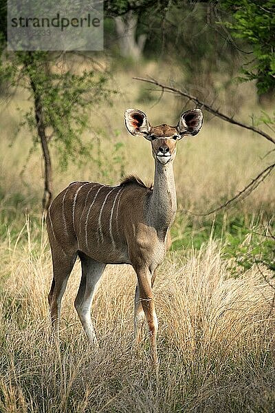 Großer Kudu (Tragelaphus strepsiceros)  weiblich  Krüger Nationalpark  Südafrika