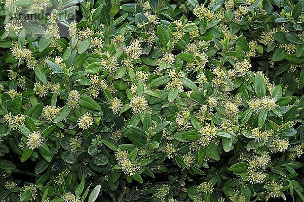 Buchsbaum (Buxus sempervirens)  Buxaceae