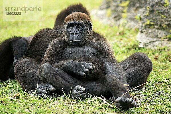 Westlicher Gorilla (Gorilla gorilla gorilla)  jung