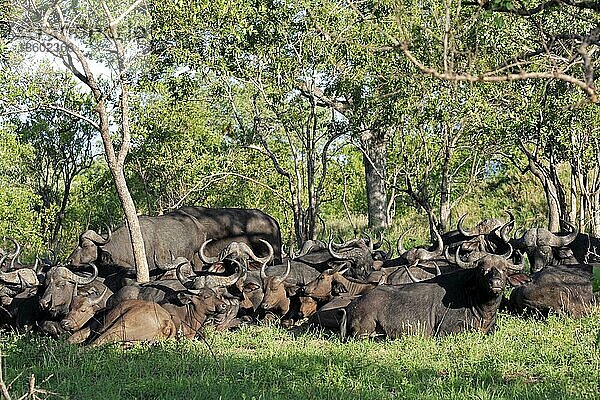Kaffernbüffel (Syncerus caffer)  Krüger Nationalpark  Südafrika  Büffel
