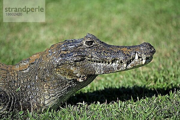 Paraguayischer Kaiman  Pantanal (Caiman crocodilus yacare)  Seite  Profil  Brasilien  Südamerika