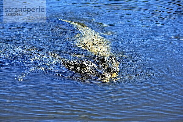 Paraguayische Kaimane  Paar  Pantanal (Caiman crocodilus yacare)  Brasilien  Südamerika
