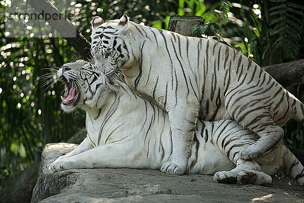 Weißer Indischer Tiger (Panthera tigris tigris)  Paar  kopulierend  Königstiger  Weißer Tiger  Weißer Königstiger