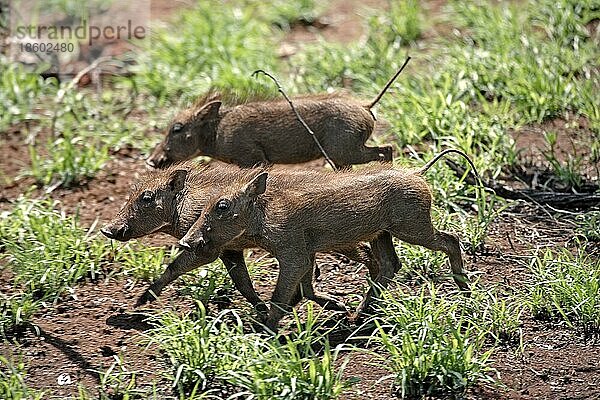 Junge Warzenschweine (Phacochoerus aethiopicus)  Kruger National Park  Südafrika
