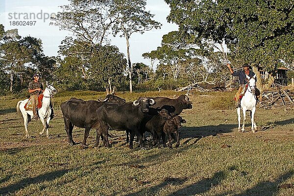 Cowboys auf Pferden und Rinderherde  Pantanal  Brasilien  vaqueiro  pantaneiro horse  Südamerika