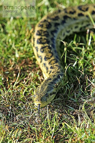 Paraguay Anakonda  Pantanal  Gelbe Anakonda (Eunectes notaeus)  mit der Zunge fuchtelnd  Brasilien  Südamerika