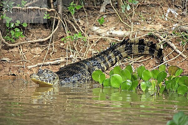 Brillenkaiman  Pantanal (Caiman crocodilus yacare)  Krokodilkaiman  Flussufer  Brasilien  Südamerika