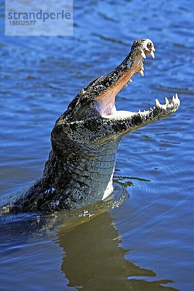 Paraguayischer Kaiman  Pantanal (Caiman crocodilus yacare)  Brasilien  Südamerika