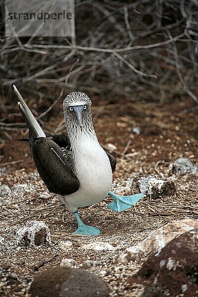 Blaufußtölpel (Sula nebouxii)  Galapagos-Inseln  Ecuador  Südamerika