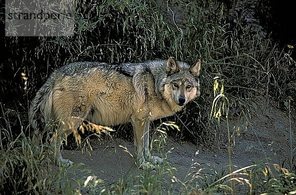 Mexikanischer Wolf (Canis lupus baileyi)  seitlich