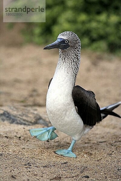 Blaufußtölpel (Sula nebouxii)  Galapagos-Inseln  Ecuador  Südamerika