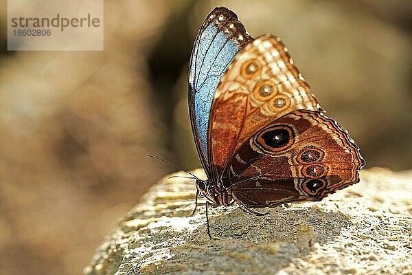Morpho Schmetterling (Morpho peleides)