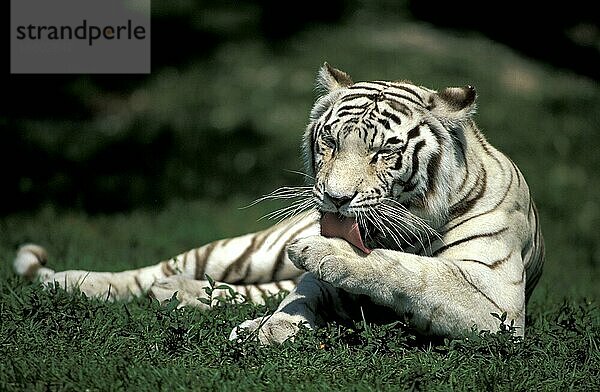 Weißer Bengalischer Tiger (Panthera tigris tigris)  Weißer Tiger