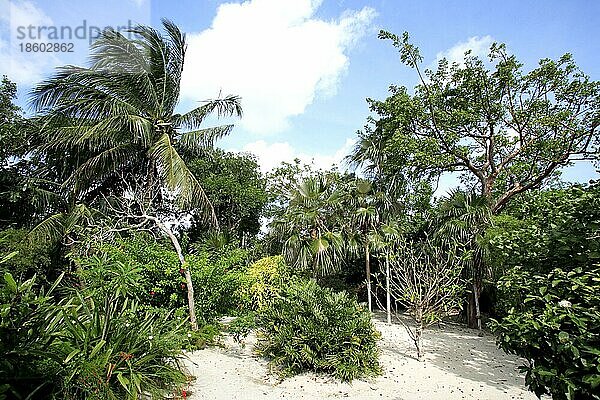 Garten  Grand Cayman  Kaimaninseln  tropische Vegetation  Nordamerika
