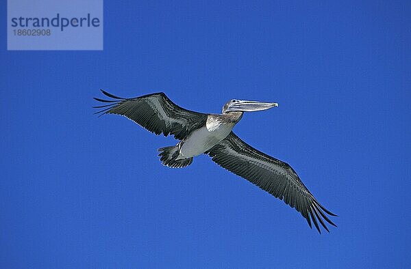 Braunpelikan (Pelecanus occidentalis)  Florida  USA  Nordamerika