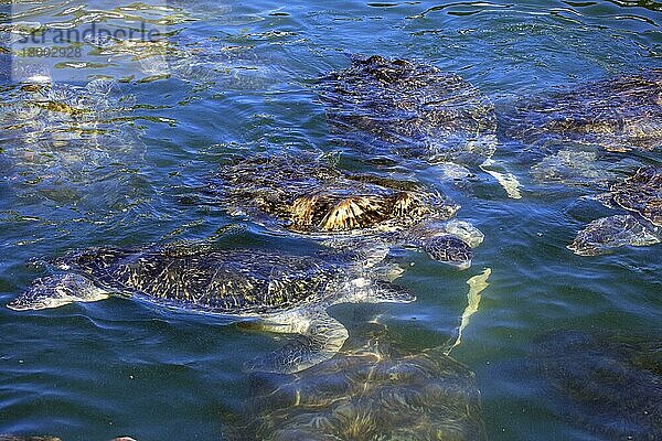 Suppenschildkröten (Chelonia mydas)  Grand Cayman  Cayman Inseln  Grüne Schildkröte  Suppenschildkröte