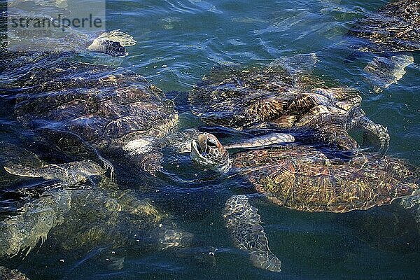 Suppenschildkröten (Chelonia mydas)  Grand Cayman  Cayman Inseln  Grüne Schildkröte  Suppenschildkröte