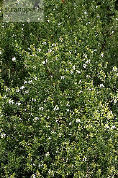 Küsten-Rosmarin (Westringia fruticosa)  Australien  Ozeanien