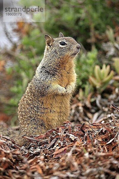 Kalifornisches Erdhörnchen (Spermophilus beecheyi) (Citellus beecheyi)  Kalifornien  Beechey's Ground Squirrel  USA  Nordamerika