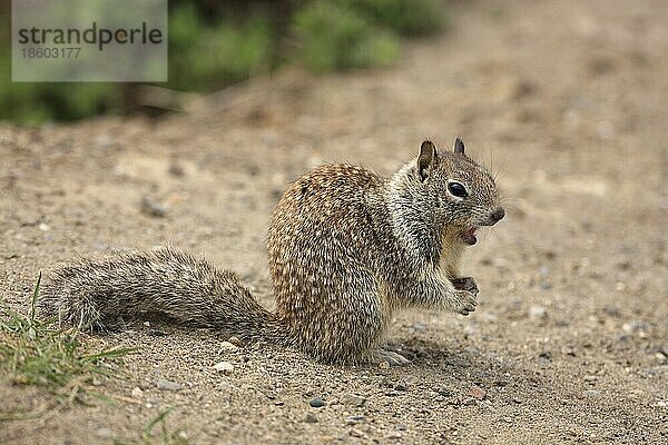 Kalifornisches Erdhörnchen (Spermophilus beecheyi) (Citellus beecheyi)  Kalifornien  Beechey's Ground Squirrel  USA  Nordamerika