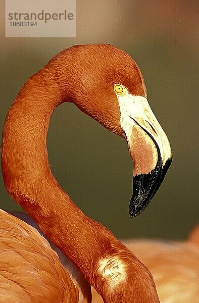 Roter Flamingo (Phoenicopterus ruber ruber)  seitlich