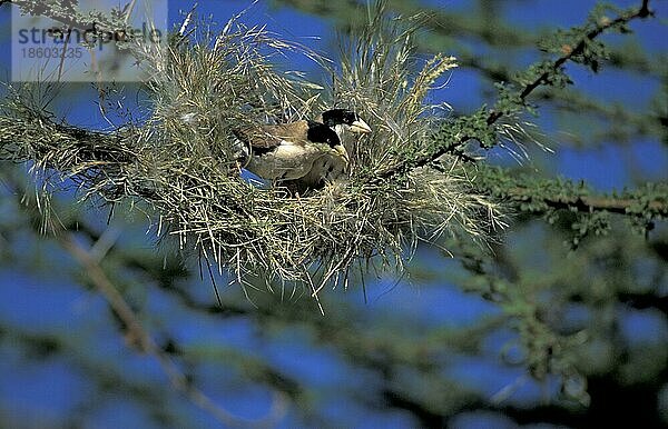 Schwarzkopfspätzling  Paar am Nest  Samburu Wildschutzgebiet (Pseudonigrita cabanisi)  Kenia  Afrika