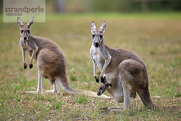 Östliche Graue Riesenkänguruhs  Weibchen mit Jungtier im Beutel  Wilson Promontory Nationalpark  Östliches (Macropus giganteus) Graues Riesenkänguruh  Australien  Ozeanien