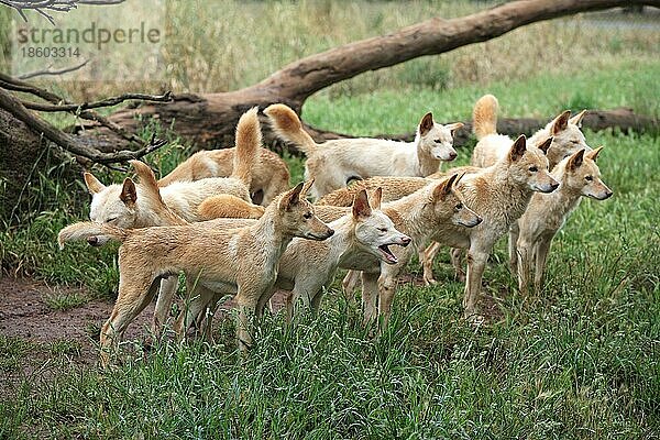 Dingos (Canis familiaris dingo) Australien
