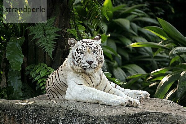 Indischer Tiger (Panthera tigris tigris)  Königstiger  Weißer Tiger  Indien  Asien
