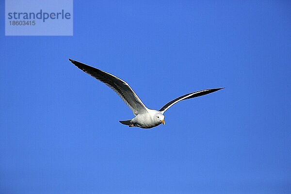 Westmöwe (Larus occidentalis)  Kalifornien  USA  Nordamerika