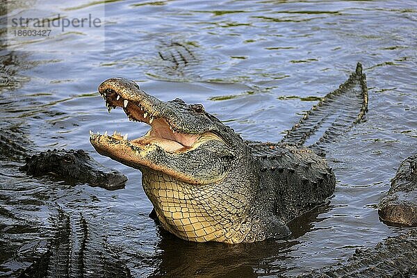 Mississippi-Alligatoren (Alligator mississippiensis)  Florida  USA  Nordamerika
