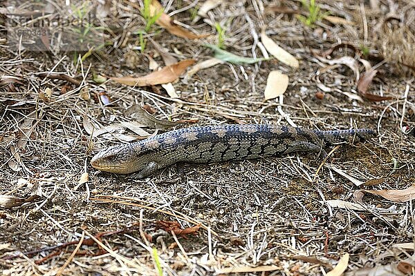 Australischer Gidgee-Skink (Egernia stokesii)  Australien  Ozeanien