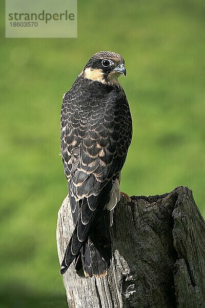 Hobby (Falco Subbuteo)