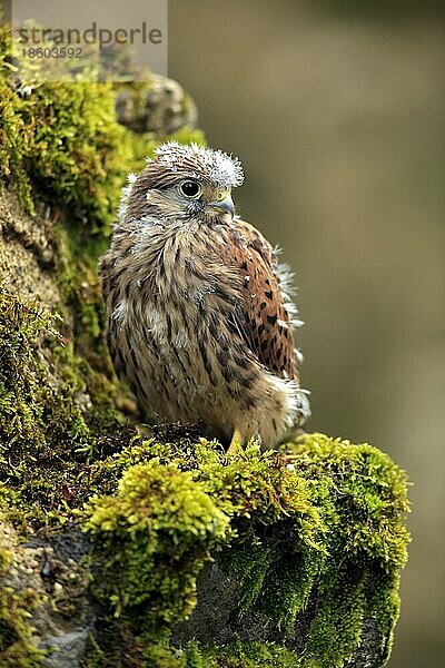 Turmfalke (Falco tinnunculus)  jung  Deutschland  Europa