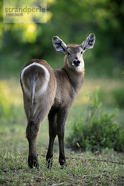 Wasserbock  junges Weibchen  Krüger-Nationalpark  Südafrika (Kobus ellipsiprymnus ellipsiprymnus)