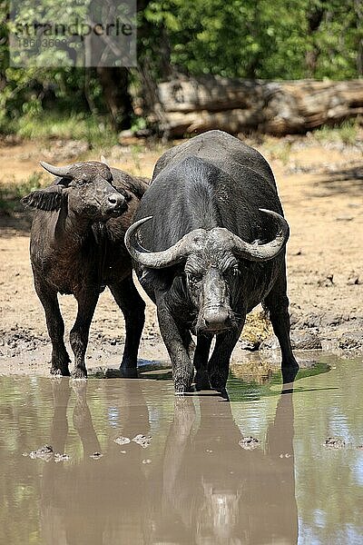 Kaffernbüffel (Syncerus caffer)  Krüger Nationalpark  Südafrika  Büffel