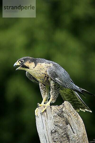 Wanderfalke (Falco peregrinus)  männlich