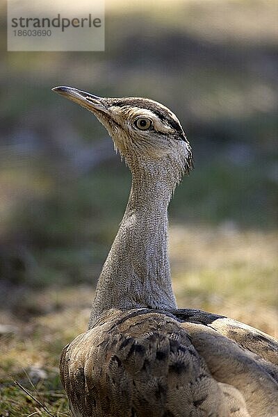 Wammentrappe (Ardeotis australis)  Australien  Ozeanien