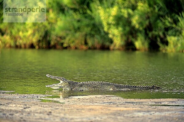 Nilotisches Krokodil  Krüger-Nationalpark  Südafrika (Crocodylus niloticus)