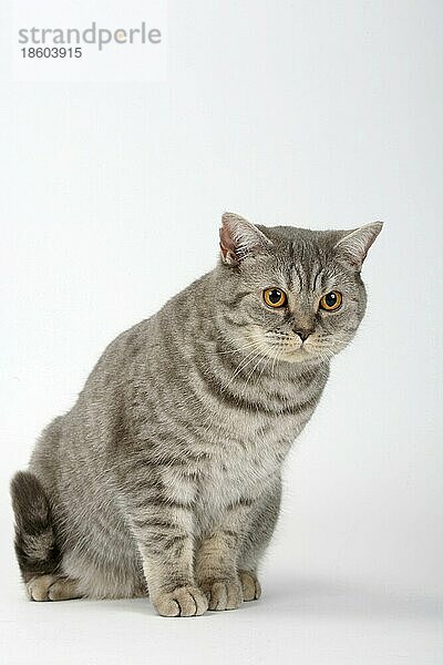 Britische Kurzhaarkatze  blue-silver-tabby  BKH  blau-silber-tabby  getigert