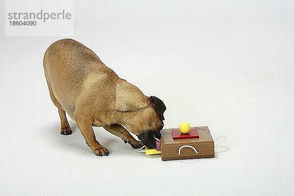 Mischlingshund (Dackel-Mops-Mischling)  Hündin  Intelligenzspielzeug  Intelligenz  Spielzeug  Denkspielzeug