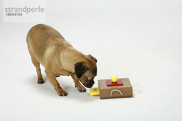Mischlingshund (Dackel-Mops-Mischling)  Hündin  Intelligenzspielzeug  Intelligenz  Spielzeug  Denkspielzeug