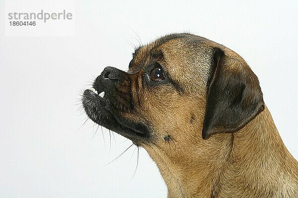 Mischlingshund (Dackel-Mops-Mischling)  Vorbiss  Hündin  seitlich  Profil