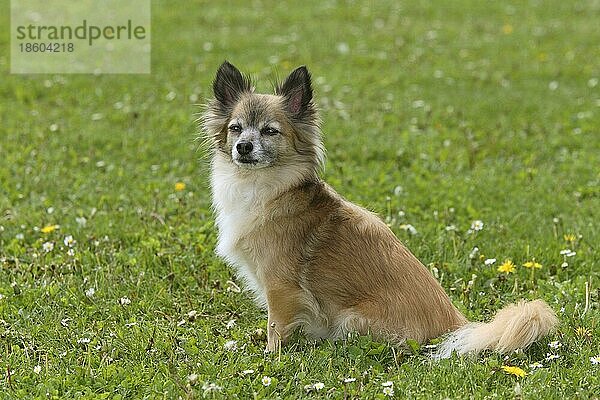 Chihuahua  langhaarig  11 Jahre alt  alter Hund  seitlich