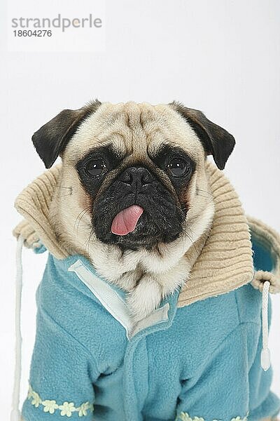 Mops mit Pullover  Schutzkleidung  Hundebekleidung