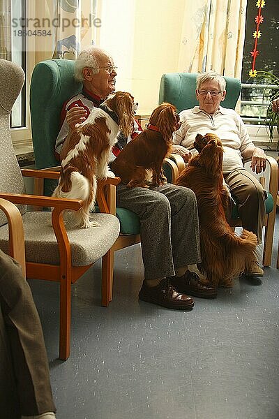 Senioren mit Cavalier-King-Charles-Spaniel  ruby und Blenheim  Hundebesuchsdienst  Besuchshundedienst  Seniorin