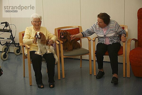 Seniorinnen mit Cavalier-King-Charles-Spaniel  Blenheim und ruby  Hundebesuchsdienst  Besuchshundedienst  streicheln  Seniorin